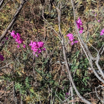 Swainsona galegifolia (Darling Pea) at Red Hill Nature Reserve - 30 Oct 2018 by JackyF