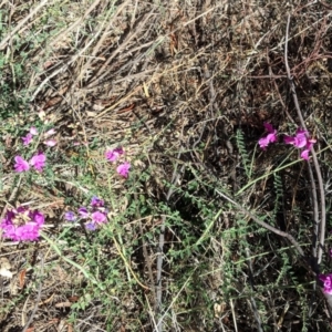 Swainsona galegifolia at Red Hill, ACT - 30 Oct 2018 04:08 PM