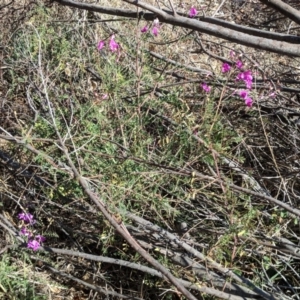 Swainsona galegifolia at Red Hill, ACT - 30 Oct 2018 04:08 PM