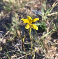 Goodenia pinnatifida (Scrambled Eggs) at Latham, ACT - 30 Oct 2018 by LWenger