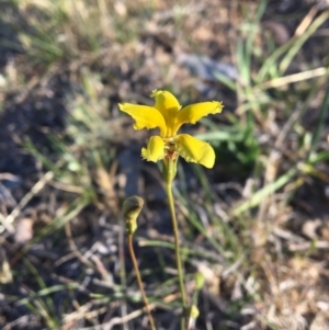 Goodenia pinnatifida at Latham, ACT - 30 Oct 2018