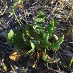 Goodenia pinnatifida at Latham, ACT - 30 Oct 2018