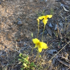 Goodenia pinnatifida at Latham, ACT - 30 Oct 2018