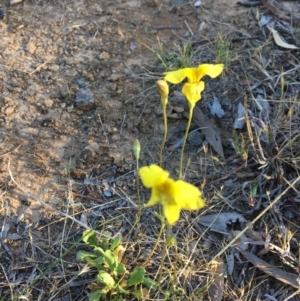 Goodenia pinnatifida at Latham, ACT - 30 Oct 2018 05:55 PM