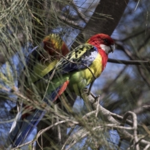 Platycercus eximius at Gungahlin, ACT - 16 Oct 2018