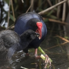 Porphyrio melanotus (Australasian Swamphen) at Gungahlin, ACT - 15 Oct 2018 by AlisonMilton