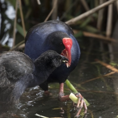 Porphyrio melanotus (Australasian Swamphen) at Yerrabi Pond - 15 Oct 2018 by AlisonMilton