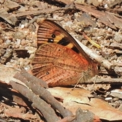 Argynnina cyrila (Forest Brown, Cyril's Brown) at Cotter River, ACT - 30 Oct 2018 by JohnBundock