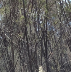 Papilio anactus at Red Hill, ACT - 30 Oct 2018