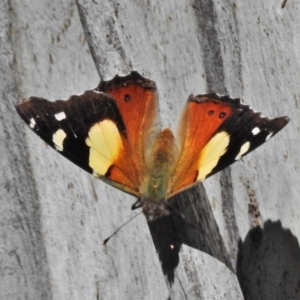 Vanessa itea at Cotter River, ACT - 30 Oct 2018 11:21 AM