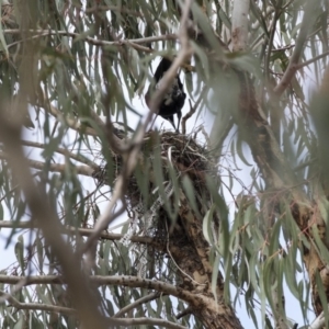 Gymnorhina tibicen at Gungahlin, ACT - 16 Oct 2018 09:32 AM