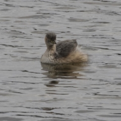 Tachybaptus novaehollandiae (Australasian Grebe) at Yerrabi Pond - 15 Oct 2018 by Alison Milton