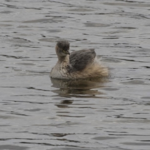 Tachybaptus novaehollandiae at Gungahlin, ACT - 16 Oct 2018