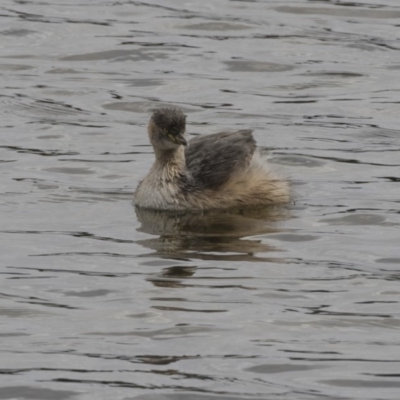 Tachybaptus novaehollandiae (Australasian Grebe) at Gungahlin, ACT - 16 Oct 2018 by AlisonMilton
