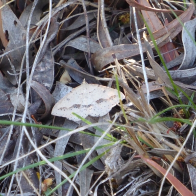 Taxeotis stereospila (Oval-spot Taxeotis (Oenochrominae) at Red Hill, ACT - 30 Oct 2018 by JackyF