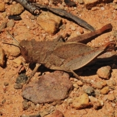 Rhitzala modesta (Short winged heath grasshopper) at Namadgi National Park - 30 Oct 2018 by JohnBundock