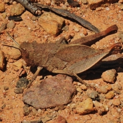 Rhitzala modesta (Short winged heath grasshopper) at Namadgi National Park - 30 Oct 2018 by JohnBundock