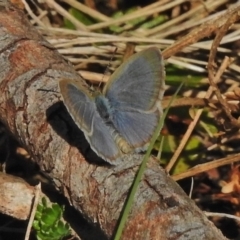 Zizina otis (Common Grass-Blue) at Cotter River, ACT - 30 Oct 2018 by JohnBundock