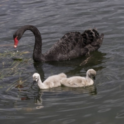 Cygnus atratus (Black Swan) at Yerrabi Pond - 16 Oct 2018 by AlisonMilton