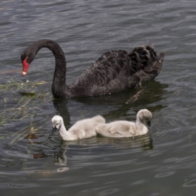 Cygnus atratus (Black Swan) at Gungahlin, ACT - 16 Oct 2018 by AlisonMilton