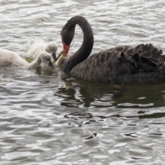 Cygnus atratus at Gungahlin, ACT - 16 Oct 2018 01:26 PM