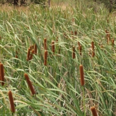 Typha sp. (Cumbungi) at Latham, ACT - 6 Feb 2010 by LWenger