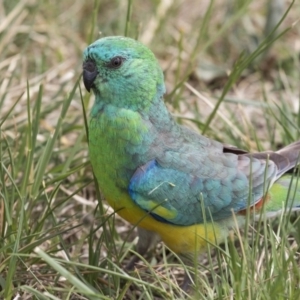 Psephotus haematonotus at Gungahlin, ACT - 16 Oct 2018