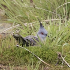 Ocyphaps lophotes (Crested Pigeon) at Yerrabi Pond - 15 Oct 2018 by Alison Milton