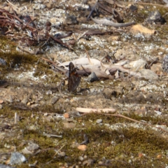 Vanessa kershawi (Australian Painted Lady) at Red Hill Nature Reserve - 30 Oct 2018 by JackyF