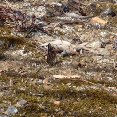 Vanessa kershawi (Australian Painted Lady) at Red Hill, ACT - 30 Oct 2018 by JackyF