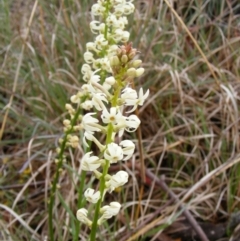 Stackhousia monogyna (Creamy Candles) at Latham, ACT - 23 Oct 2010 by LWenger