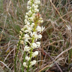 Stackhousia monogyna at Latham, ACT - 24 Oct 2010