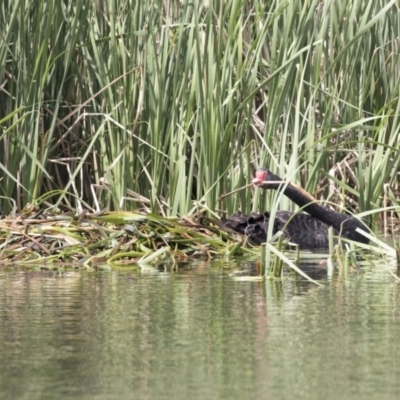 Cygnus atratus (Black Swan) at Gungahlin, ACT - 15 Oct 2018 by AlisonMilton