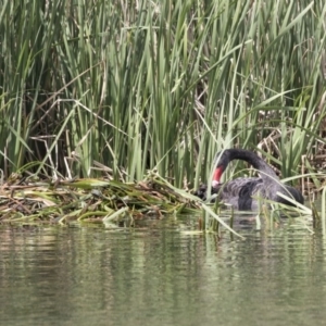 Cygnus atratus at Gungahlin, ACT - 16 Oct 2018