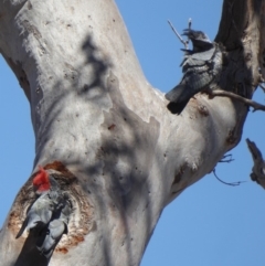 Callocephalon fimbriatum (Gang-gang Cockatoo) at Red Hill Nature Reserve - 30 Oct 2018 by JackyF