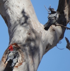 Callocephalon fimbriatum at Deakin, ACT - 30 Oct 2018