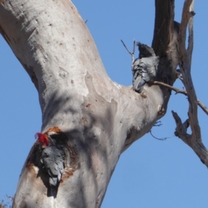 Callocephalon fimbriatum at Deakin, ACT - 30 Oct 2018