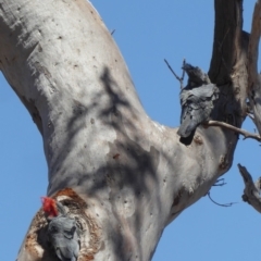 Callocephalon fimbriatum at Deakin, ACT - 30 Oct 2018