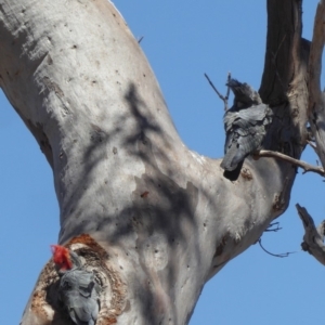 Callocephalon fimbriatum at Deakin, ACT - 30 Oct 2018