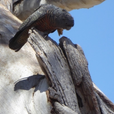 Callocephalon fimbriatum (Gang-gang Cockatoo) at Deakin, ACT - 30 Oct 2018 by JackyF