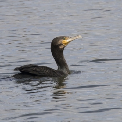 Phalacrocorax carbo (Great Cormorant) at Forde, ACT - 15 Oct 2018 by Alison Milton