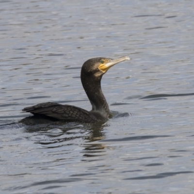 Phalacrocorax carbo (Great Cormorant) at Yerrabi Pond - 15 Oct 2018 by Alison Milton