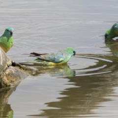 Psephotus haematonotus (Red-rumped Parrot) at Forde, ACT - 15 Oct 2018 by Alison Milton