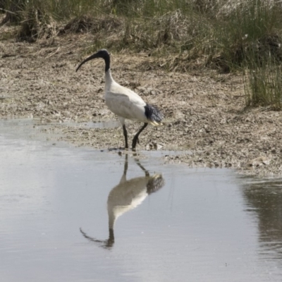 Threskiornis molucca (Australian White Ibis) at Gungahlin, ACT - 16 Oct 2018 by AlisonMilton