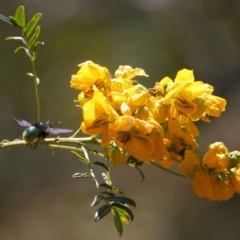 Xylocopa (Lestis) aerata (Golden-Green Carpenter Bee) at ANBG - 30 Oct 2018 by TimL