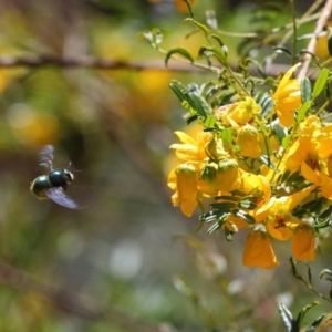 Xylocopa (Lestis) aerata at Acton, ACT - 30 Oct 2018