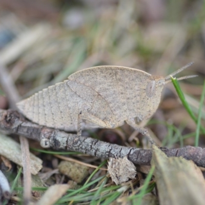 Goniaea sp. (genus) (A gumleaf grasshopper) at Wamboin, NSW - 15 Oct 2018 by natureguy