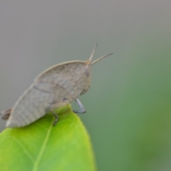 Goniaea sp. (genus) at Wamboin, NSW - 15 Oct 2018