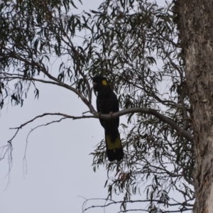 Zanda funerea at Wamboin, NSW - 16 Oct 2018 12:50 PM