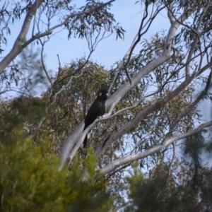 Zanda funerea at Wamboin, NSW - 16 Oct 2018